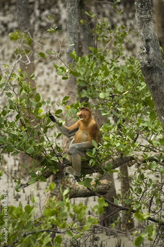 Male Proboscis Monkey feeding on Sonneratia mangrove tree leaves, Bako National Park, Sarawak Borneo Malaysia.