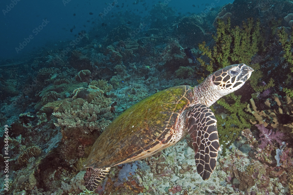 Fototapeta premium Hawksbill turtle, Eretmochelys imbricata, Komodo Indonesia