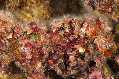Hard coral  Cladocora caespitosa   Sar  germe Fethiye Turkey