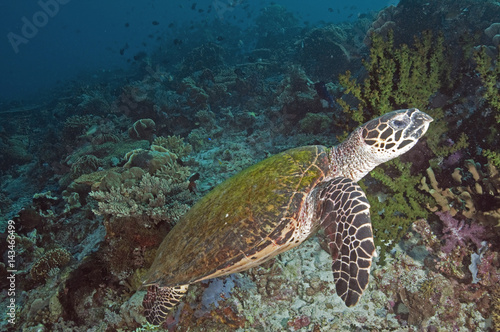 Hawksbill turtle, Eretmochelys imbricata, Komodo Indonesia