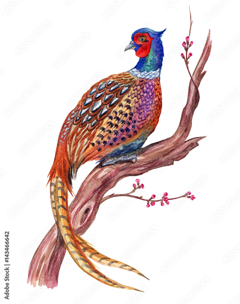 Fototapeta premium Pheasant on a flowering tree, watercolor illustration.