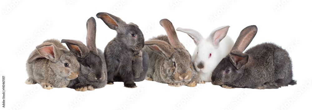 Group of rabbits, Flemish Giant is a breed of domestic rabbit on white ...