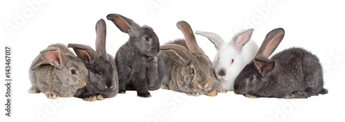 Group of rabbits, Flemish Giant is a breed of domestic rabbit on white background. A series of images