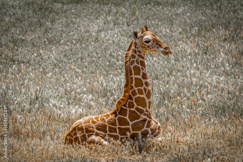 Photography baby giraffe sitting in the field