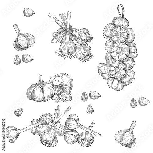 Vector hand drawn set of garlic. Stylized black and white sketch of a bundle of garlic groves tied with ribbon