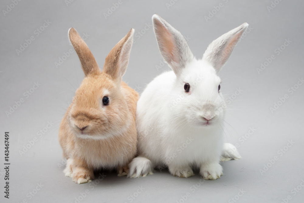 Two adorable little baby bunnies in a solid background gazing in the camera Two adorable little baby bunnies in a solid background gazing in the camera