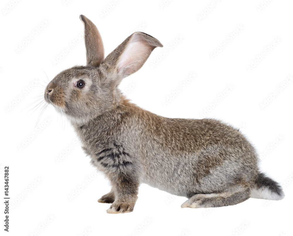 Obraz premium The Flemish Giant is a breed of domestic rabbit on white background. A series of images