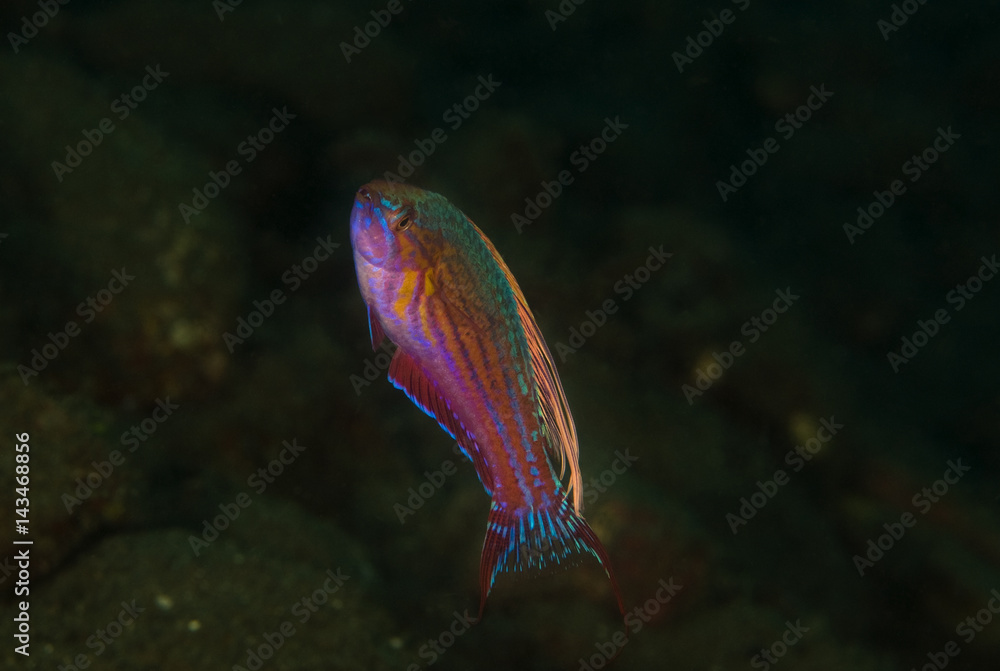 Flasher wrasse, Paracheilinus sp., Raja Ampat Indonesia Flasher wrasse, Paracheilinus sp., Raja Ampat Indonesia