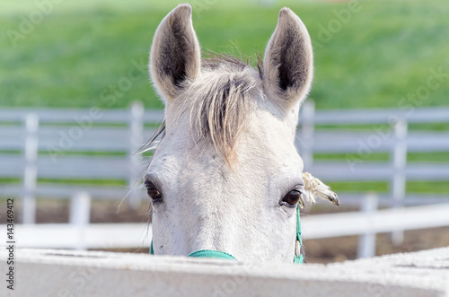 Equus ferus caballus. White horse is looking at us, face to face, from behind of the fence. Beautiful eyes. Portrait. Rural scene. Green meadows. Farm