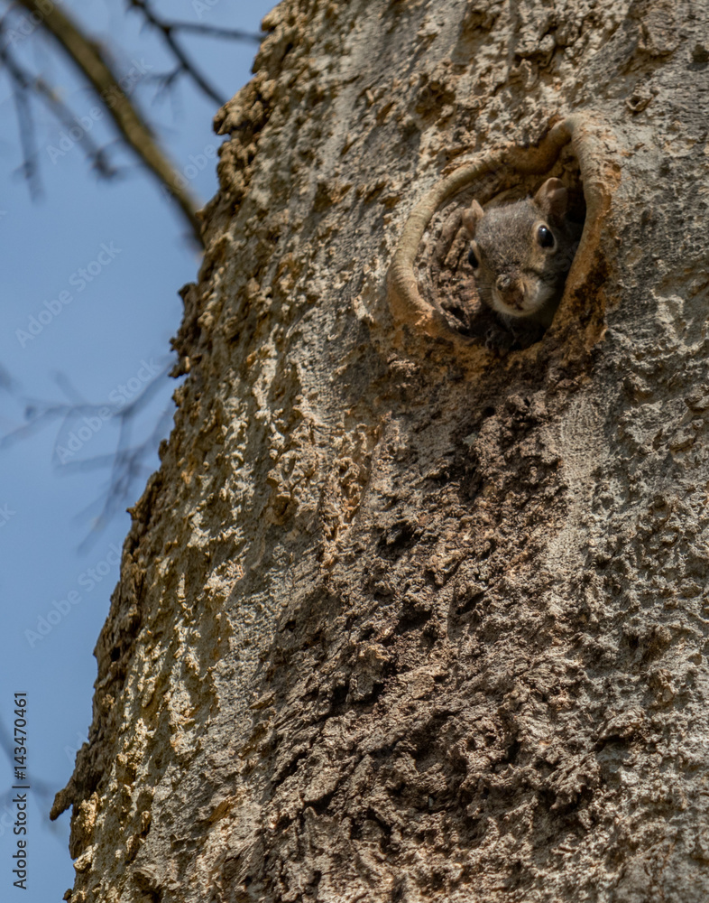 Fototapeta premium Squirrel Peaking out of Hole in Treetrunk