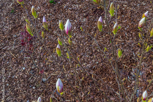 Many magnolia buds with planting soil and wood chips as background