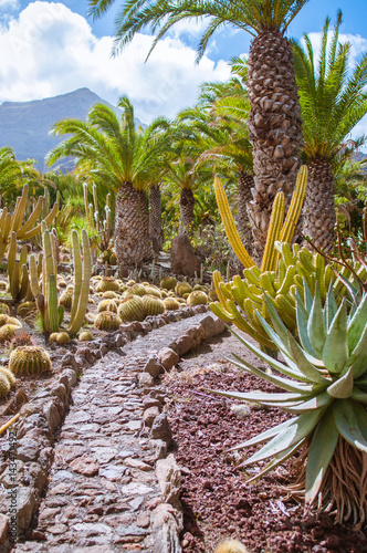 Cactus garden, Gran Canaria