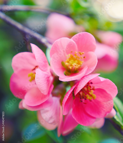 Pink flowers blooming in springtime. Macro scene of blooming pink tree against green leaves background. 