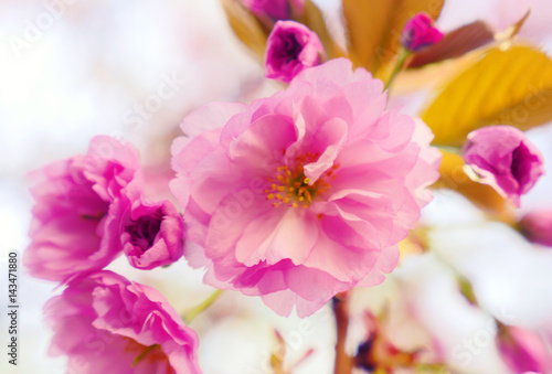 Sakura spring flowers. Spring blossom background. Beautiful nature scene with blooming sakura tree. Japanese garden. Sunny day. Abstract blurred background