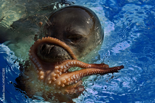 Mediterranean Monk Seal, Monachus monachus, with an octopus catch, Foca Izmir Turkey.. photo