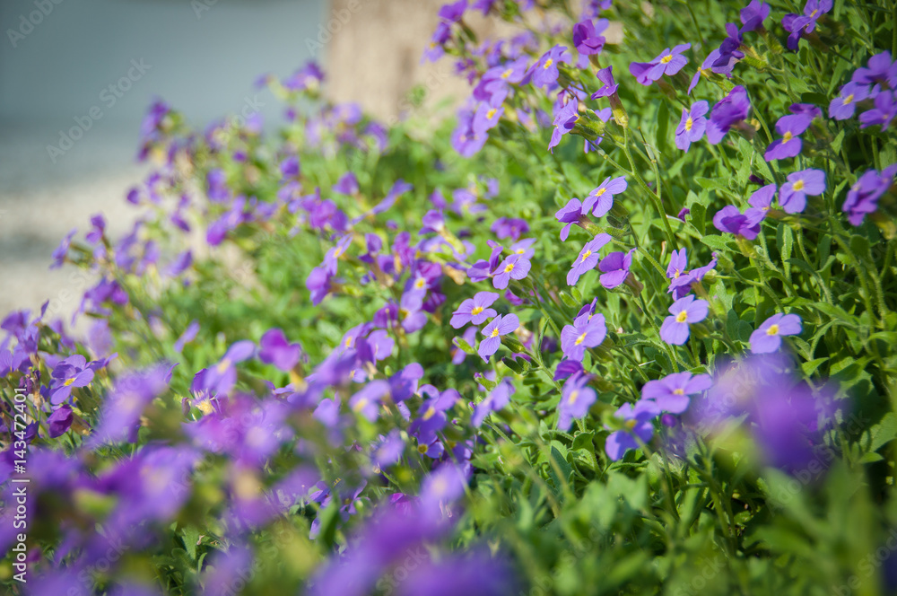 Fototapeta premium Violet expanse in springtime