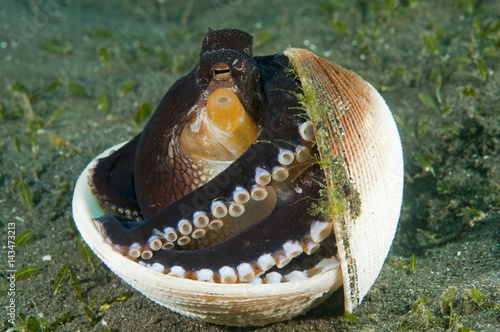 Veined octopus, Octopus marginatus, or Amphioctopus marginatus, hiding in an empty bivalve Lembeh Strait Sulawesi Indonesia photo