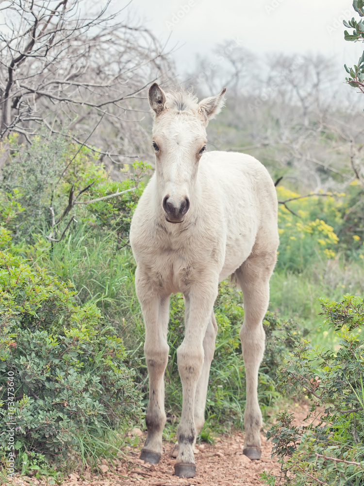 Obraz premium half-wild cream foal. Israel