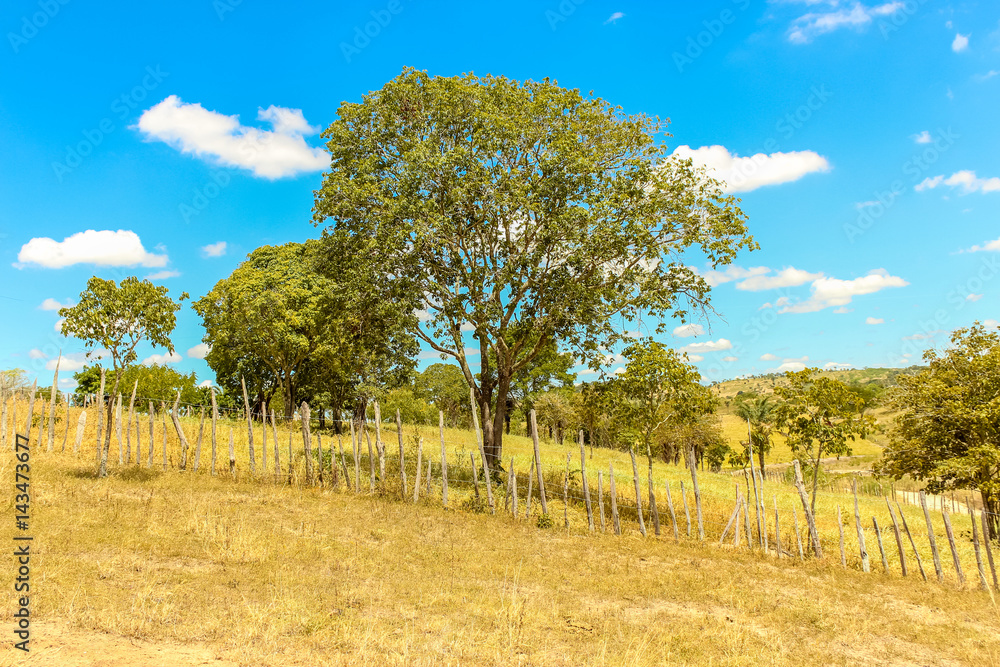 Tree with blue sky, fence and white puffy clouds on a dry land desert outback landscape of Brazil - sertao