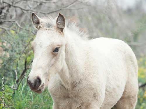 portrait of half-wild cream foal. Israel © anakondasp