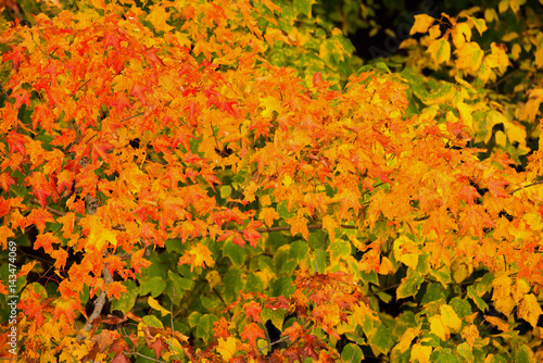 Fall Foliage Lafayette Brook Mt Lafayette Franconia Notch White Mountain National Forest New Hamshire USA
