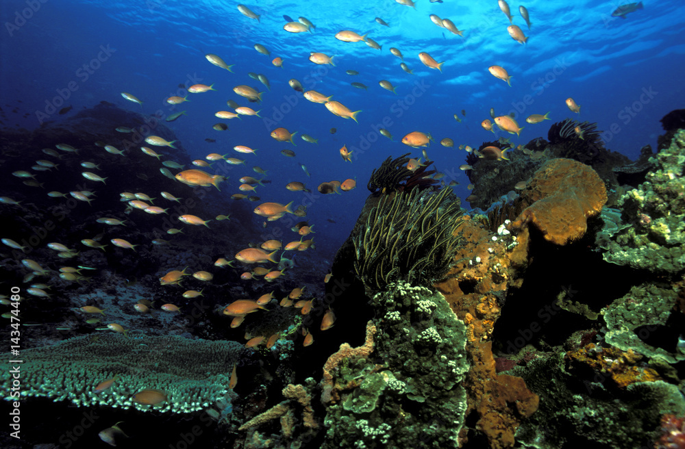 Obraz premium Reef scenic, Bali Indonesia.