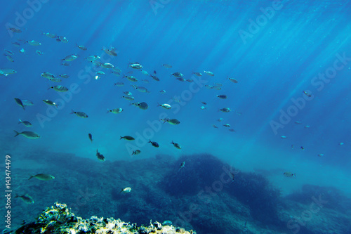 Large flock of colorful fish underwater in the Mediterranean ocean in Mallorca, Spain.