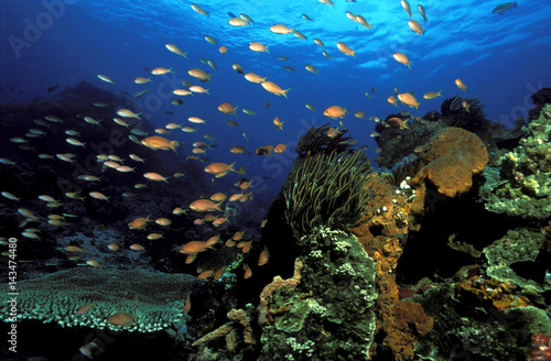 Fototapeta Naklejka Na Ścianę i Meble -  Reef scenic, Bali Indonesia.