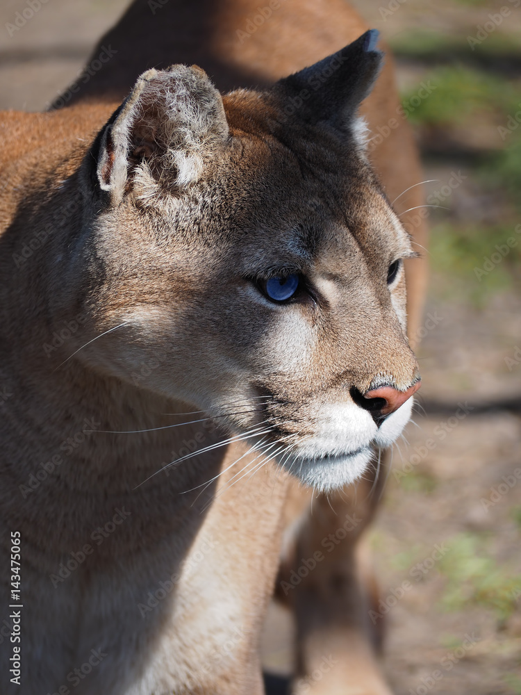 Naklejka premium Puma head close up