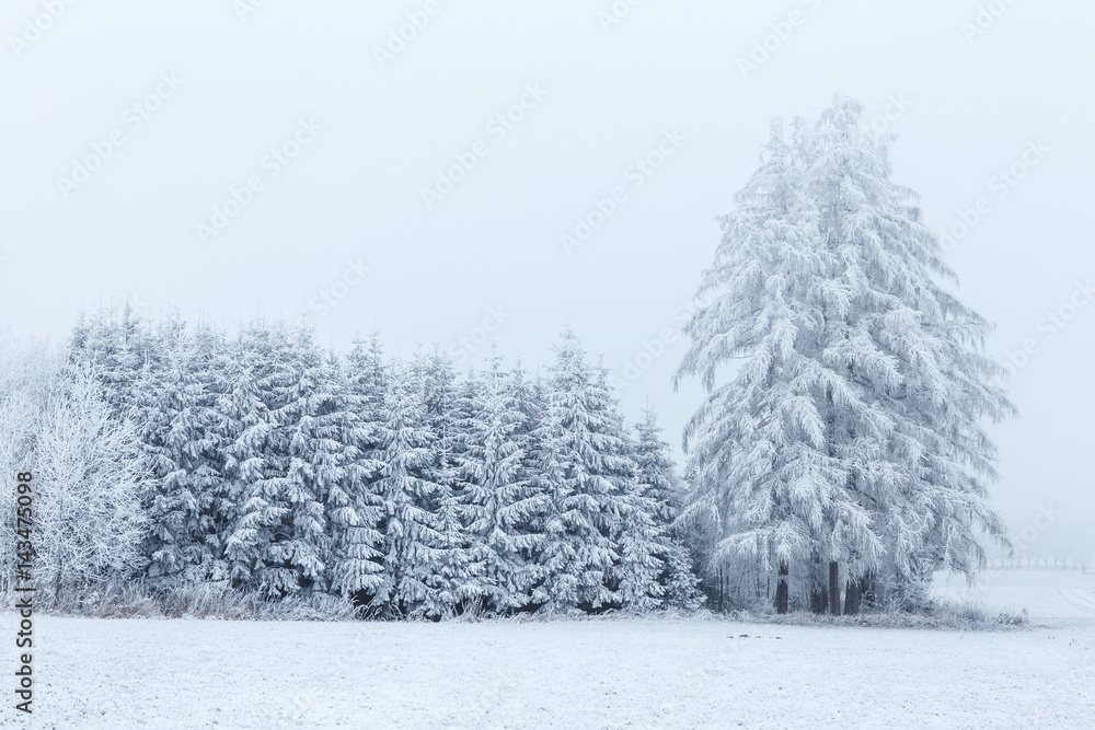 Winter landscape with frozen trees in field and blue sky Winter landscape with frozen trees in field and blue sky