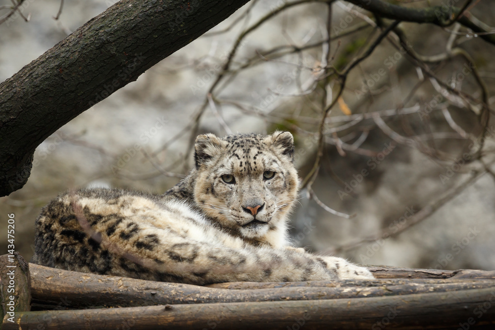 Obraz premium Face portrait of snow leopard - Irbis (Panthera uncia)