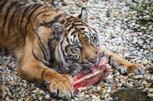Quadro em tela Tiger sumatran eating his lunch, Panthera tigris sumatrae