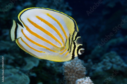 Принти на полотні Ornate butterflyfish, Chaetodon ornatissimus, Kosrae Micronesia.