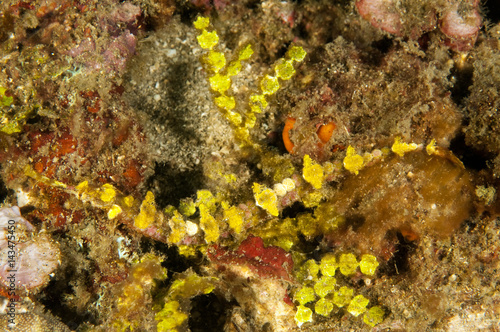 Winged pipefish, Halicampus macrorhynchus, mimicing Halimeda seaweed Sulawesi Indonesia photo