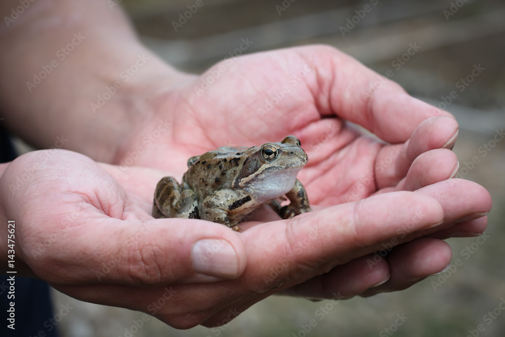 Animal Young Frog Sitting On Male Hands Outdoor Close Up. Animal Young Frog Sitting On Male Hands Outdoor Close Up.