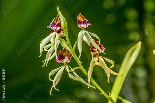 Prosthechea cochleata orchid flower photo