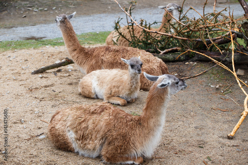 Group of animals Guanaco llama (Lama guanicoe).