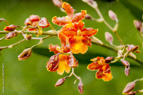 Orange Orchid 1