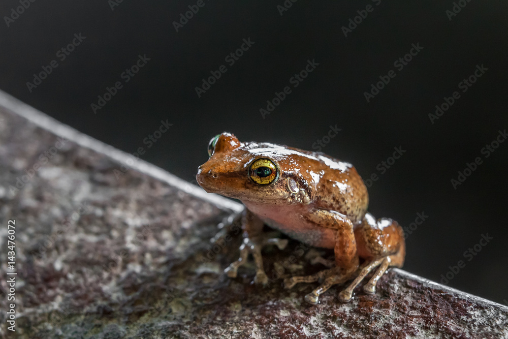 Obraz premium Coqui Frog in Hawaii sitting on a rock bowl