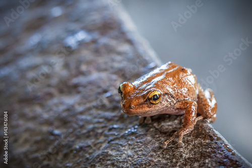 Coqui Frog in Hawaii sitting on a rock bowl photo
