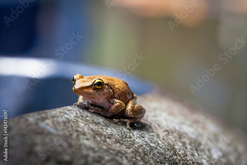 Coqui Frog in Hawaii sitting on a rock bowl