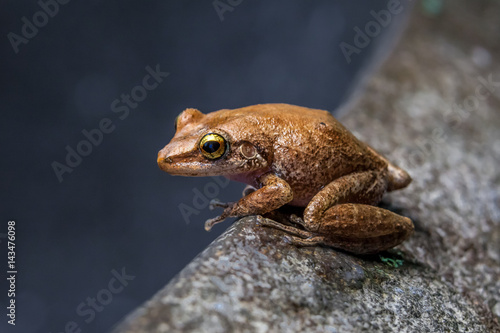 Coqui Frog in Hawaii sitting on a rock bowl photo