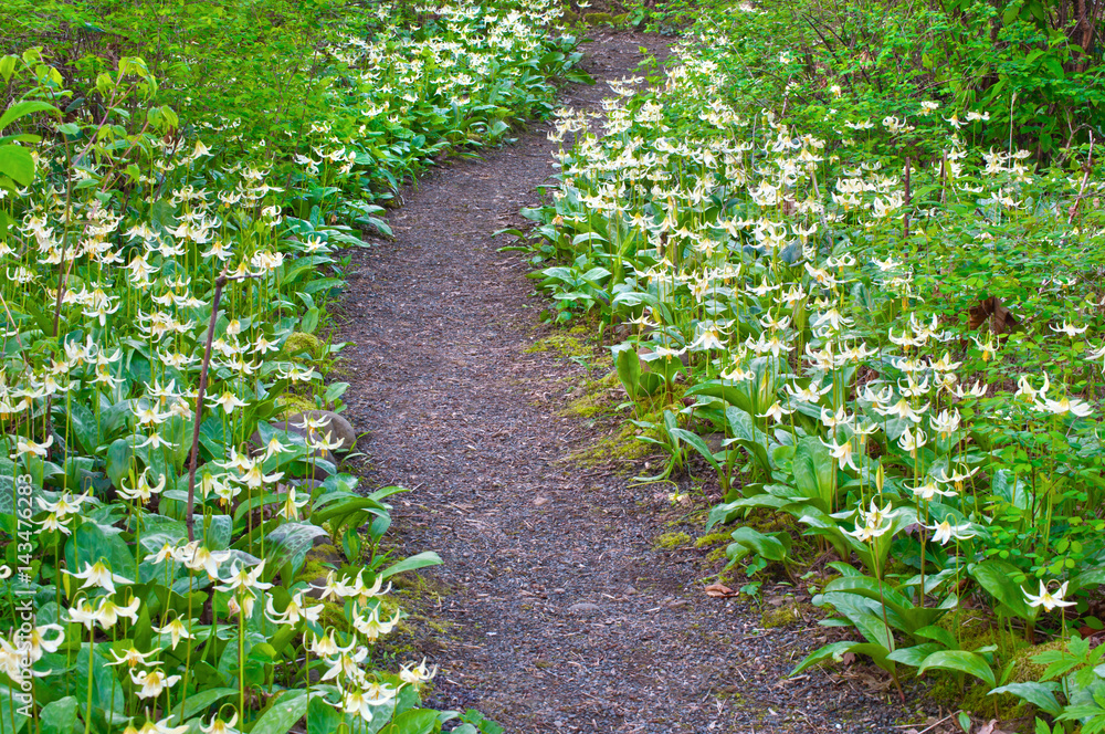 Meadow Path of white blooming Fawn Lily flowers/Pathway of white fawn lily flowers in meadow. Species name is erythronium oregonum/