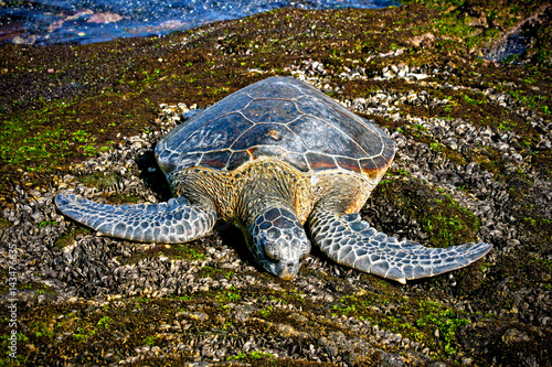 Green Turtle sleeping on rocks front view