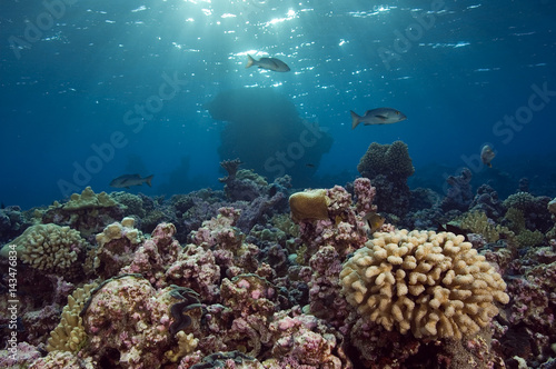 Reef scenics, inner lagoon, Kingman Reef. © anemone