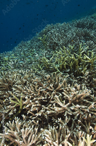 Acropora hard corals Sulawesi Indonesia