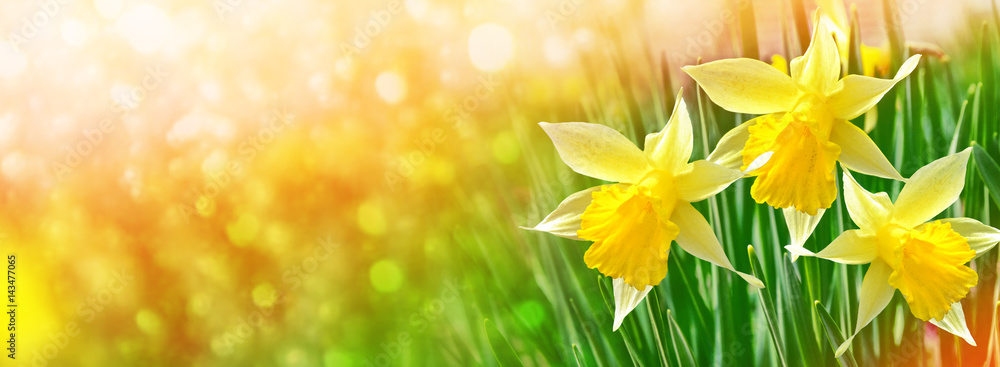 Fototapeta premium Bright and colorful flowers daffodils
