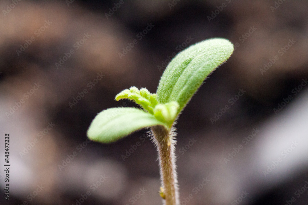 Small green sprout marijuana medicinal Small green sprout marijuana medicinal