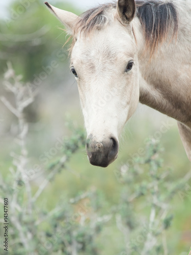 Portrait of moveing half-wild mare. liberty  Israel