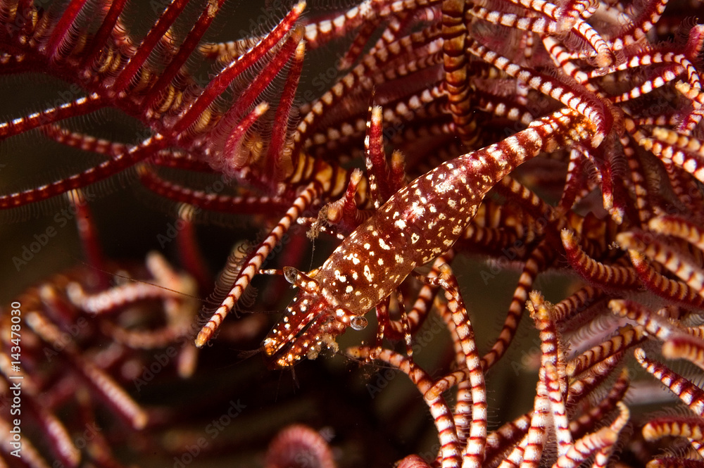 Obraz premium Commensal shrimp, Periclimenes commensalis, camouflaging on a feather star, Bali Indonesia.